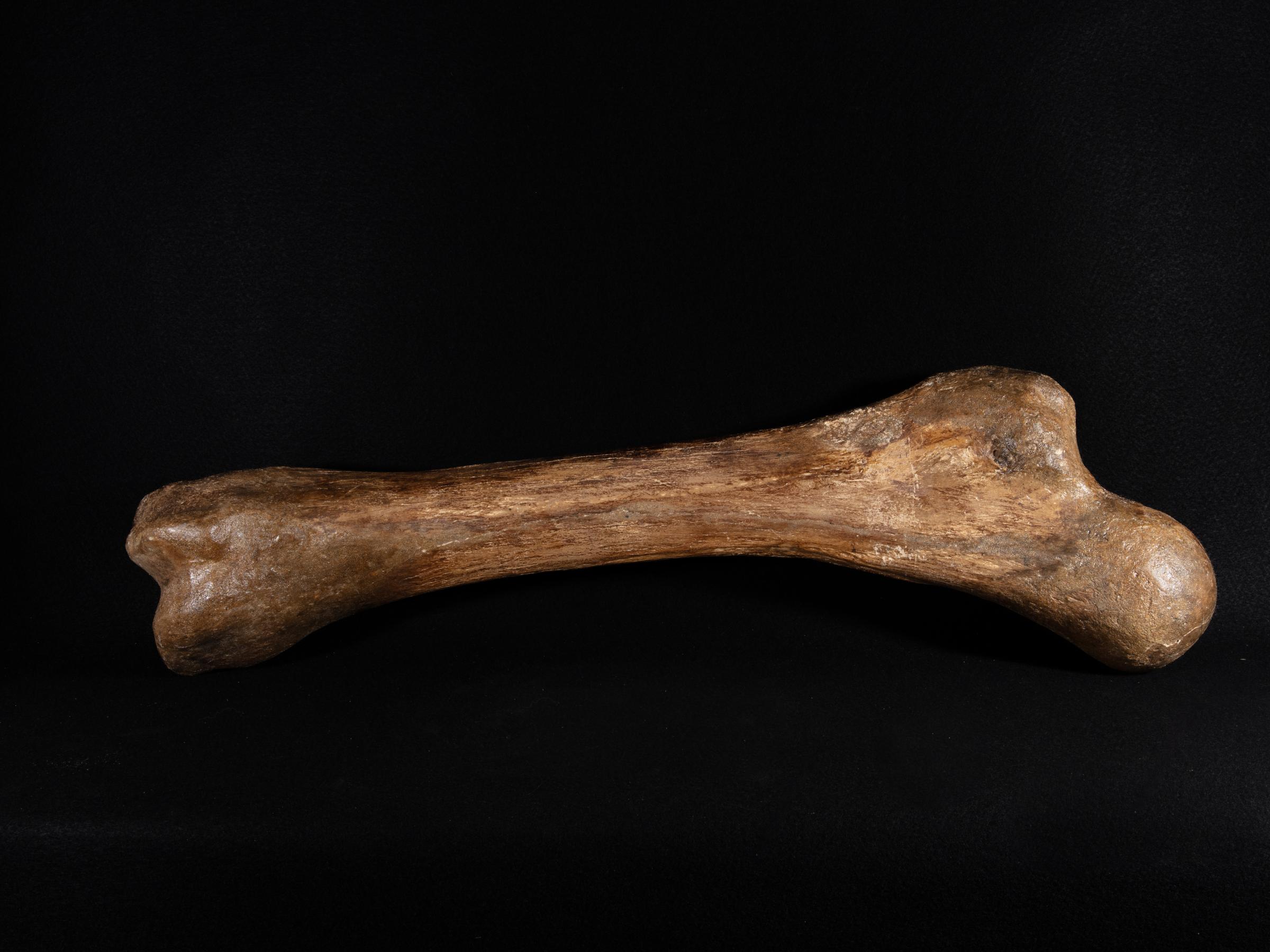 Mammoth bone Mammutus Primigenius - St1galleryf0114 0388 - F0114