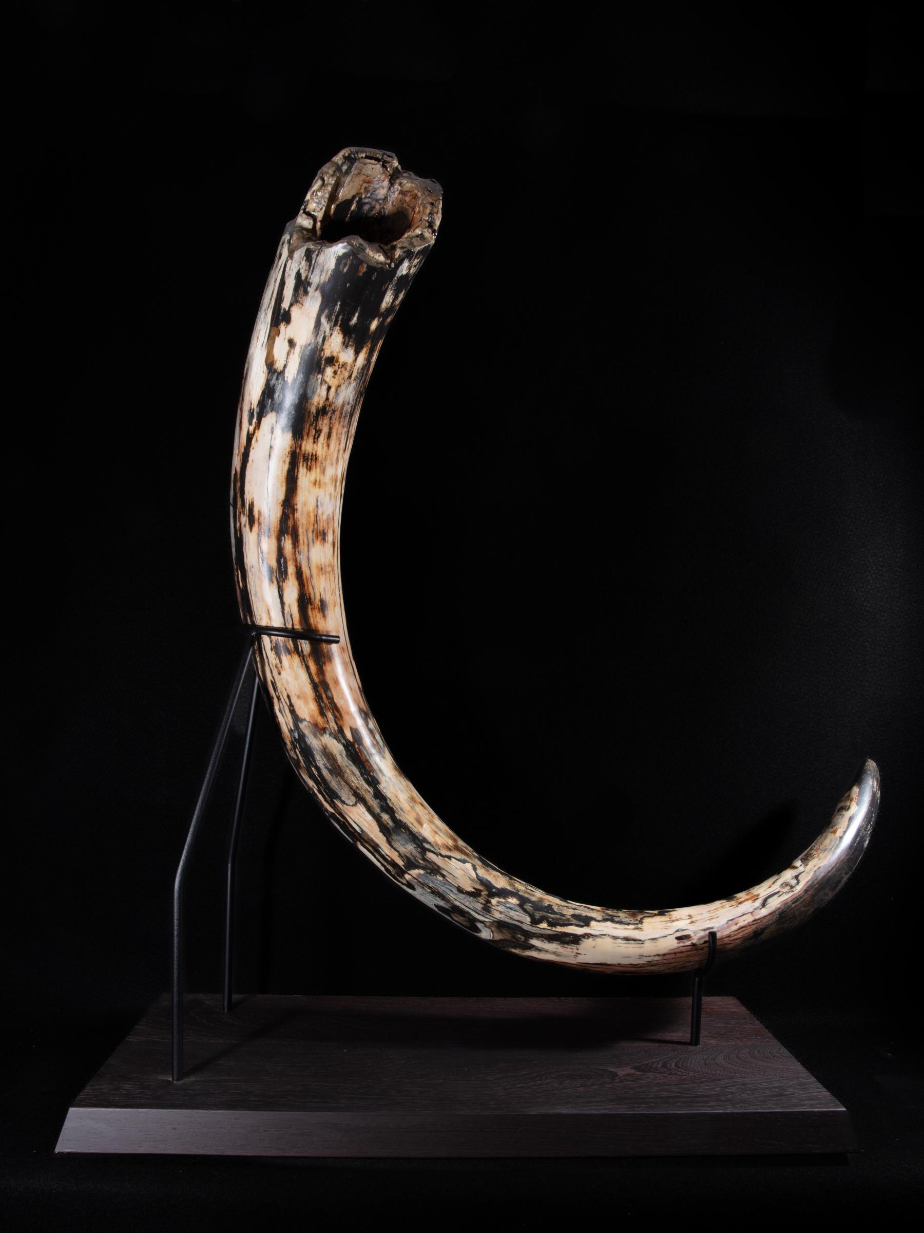 Mammoth tusk Mammutus Primigenius - St1galleryf0115 0393 - F0115