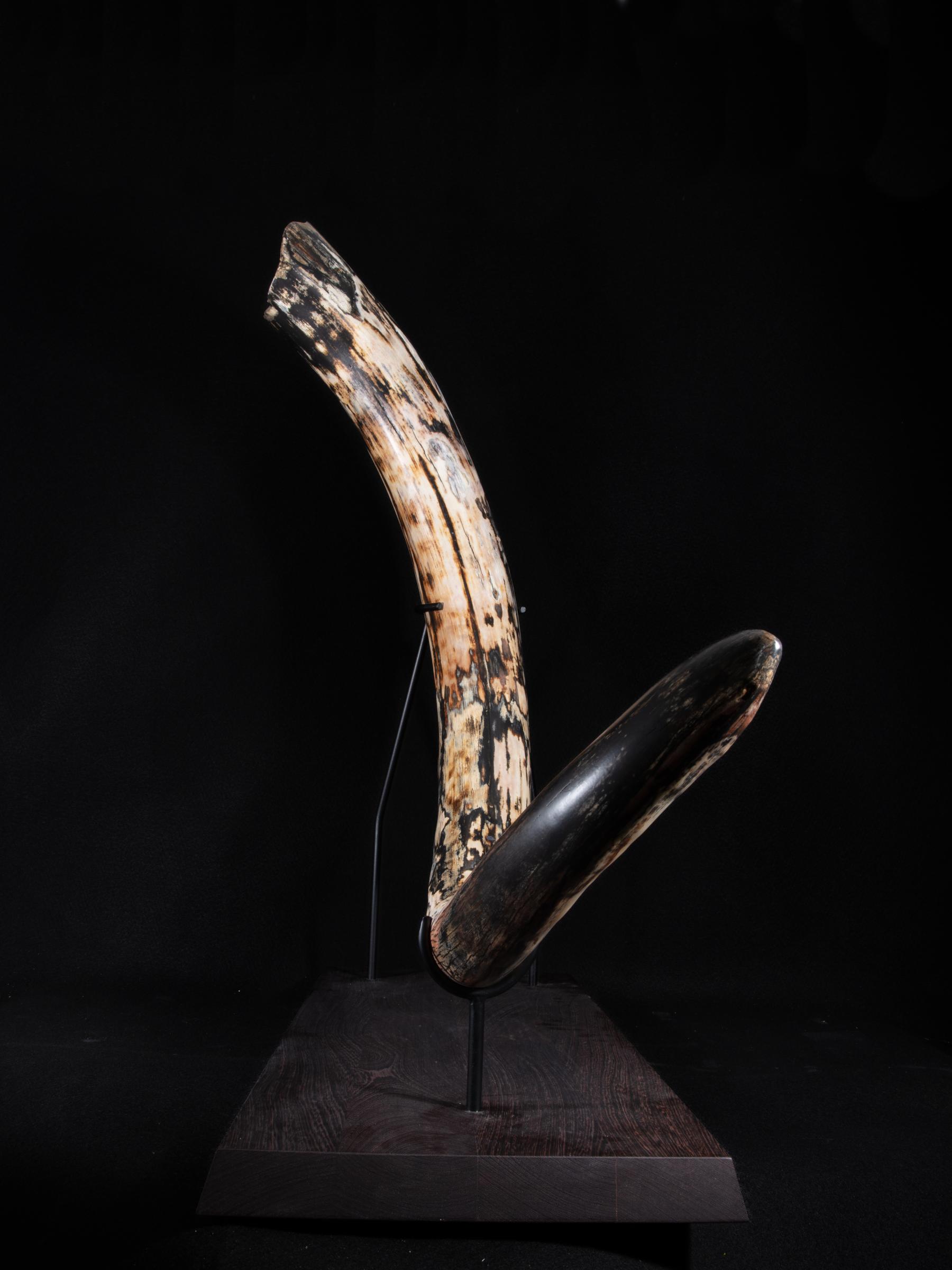 Mammoth tusk Mammutus Primigenius - St1galleryf0115 0405 - F0115