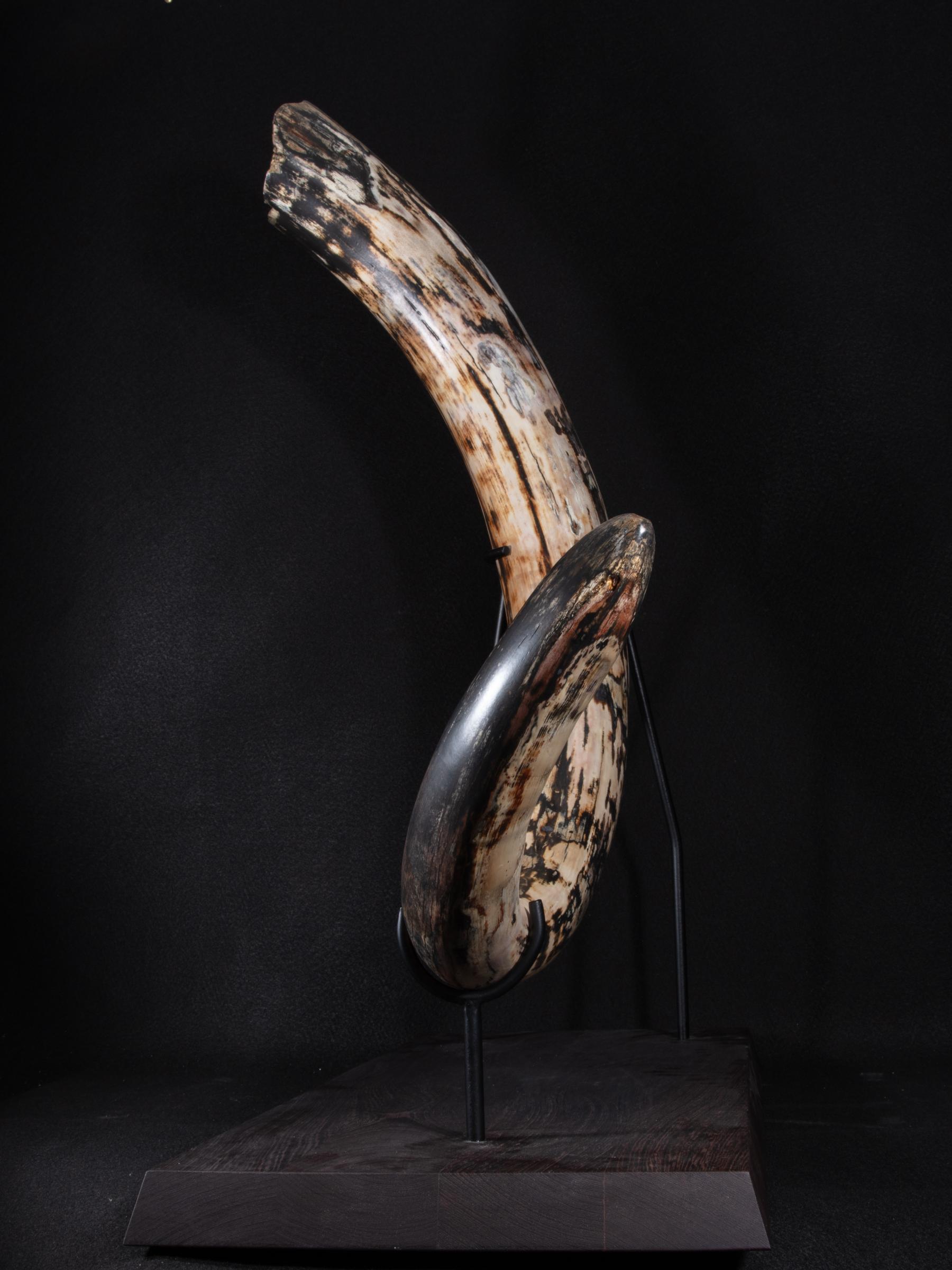 Mammoth tusk Mammutus Primigenius - St1galleryf0115 0413 - F0115