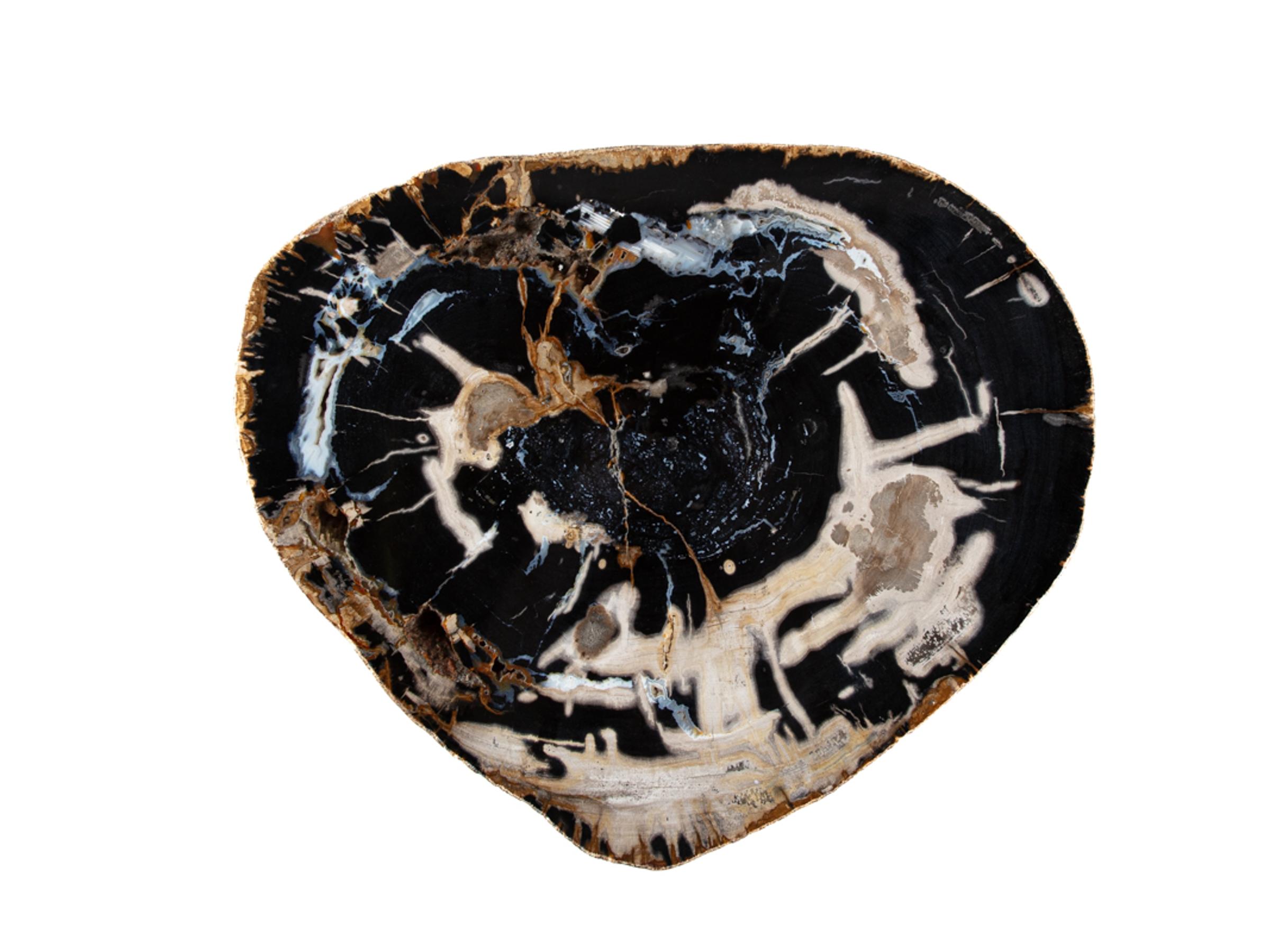 Pertrified wood slab with chalcedony inclusions - St1galleryo0136 6333 - O0136