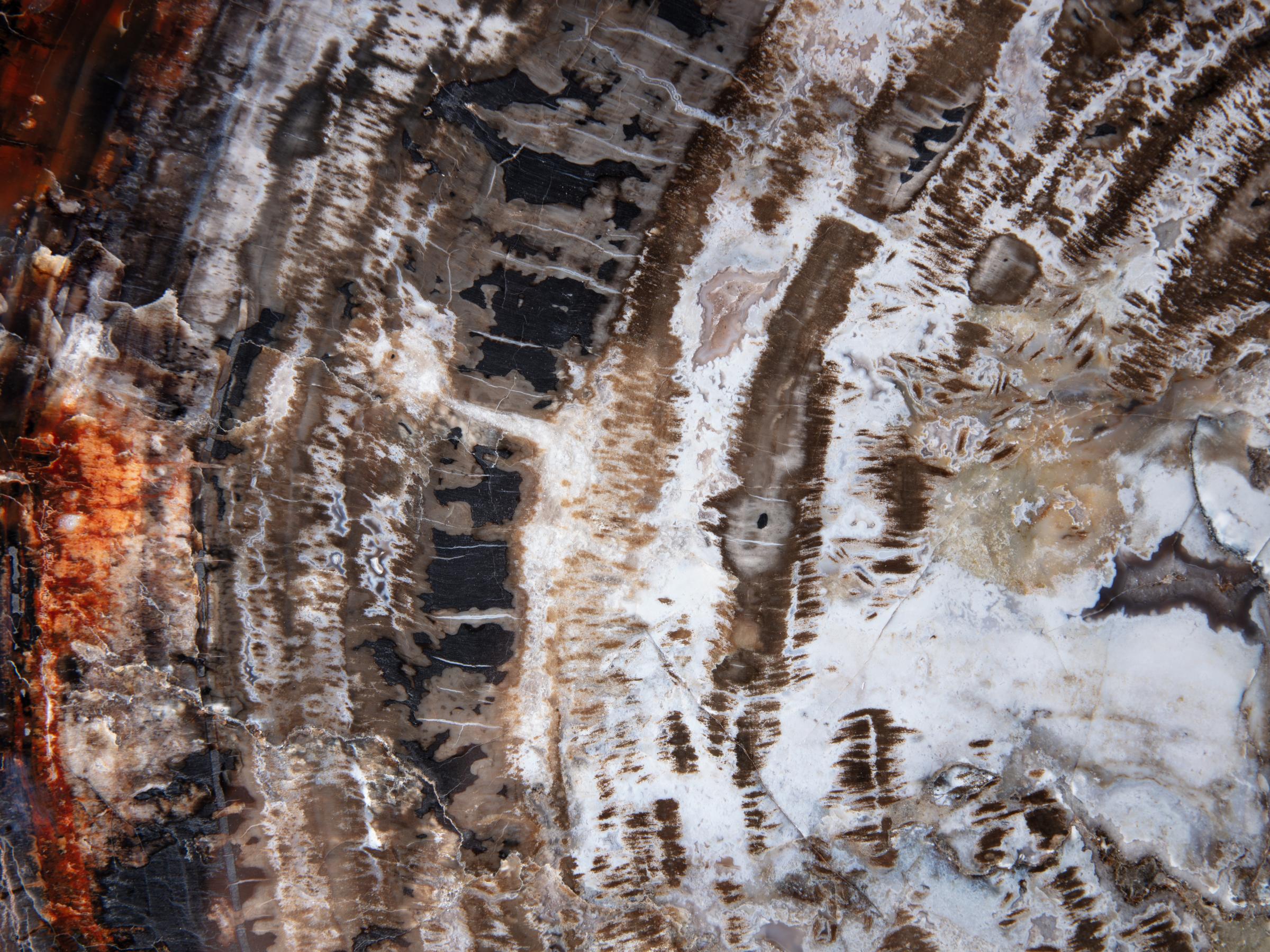 Pertrified wood slab  - St1galleryo0200 0001 - O0200