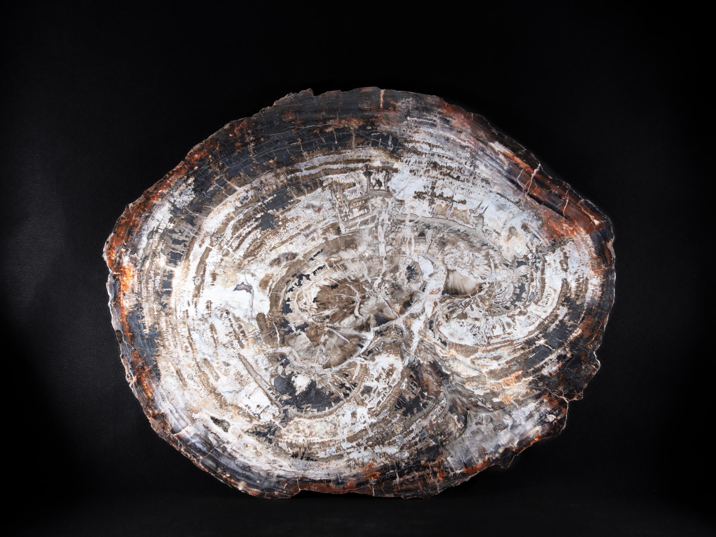 Pertrified wood slab  - St1galleryo0200 9996 - O0200