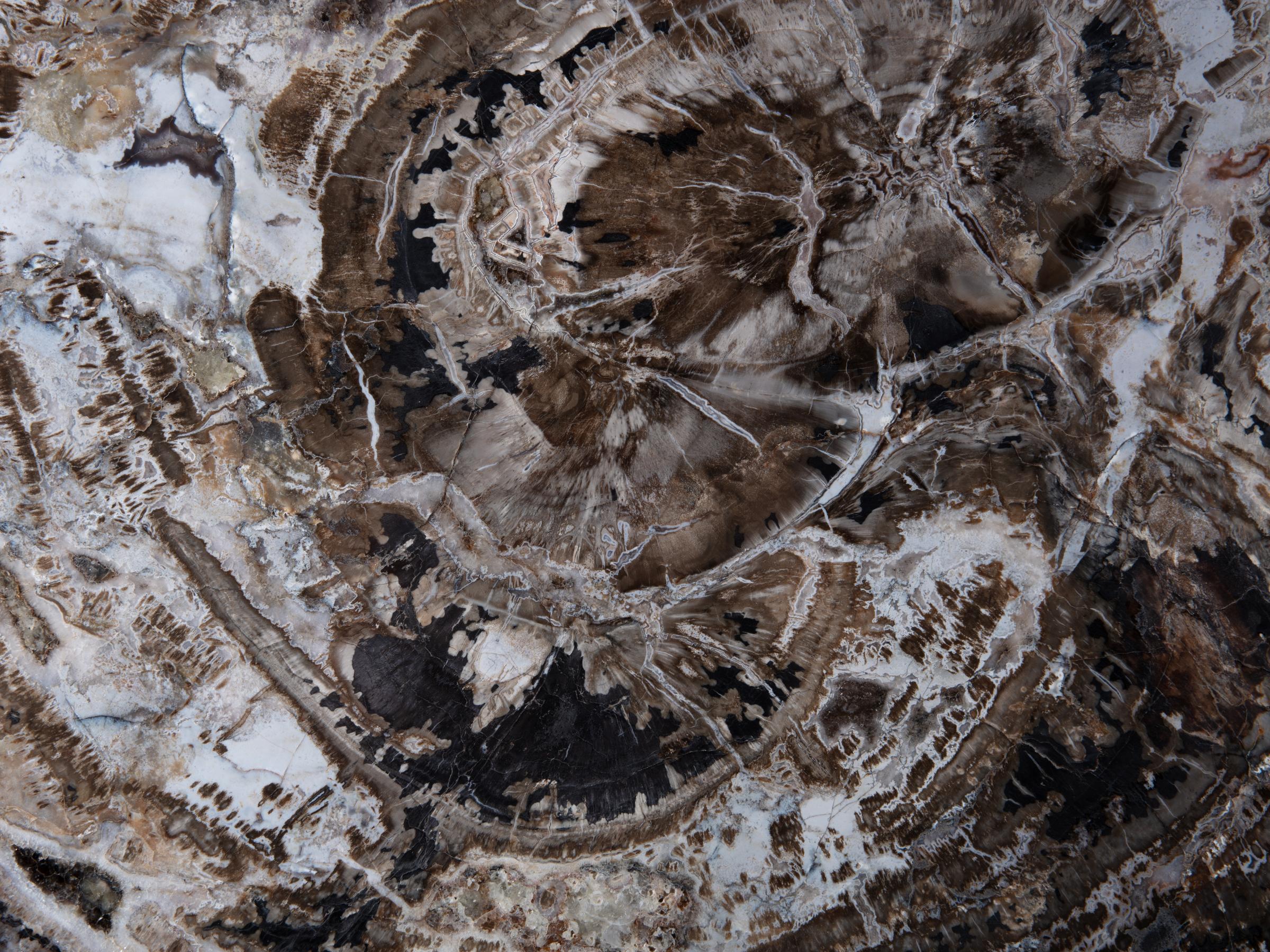 Pertrified wood slab  - St1galleryo0200 9998 - O0200
