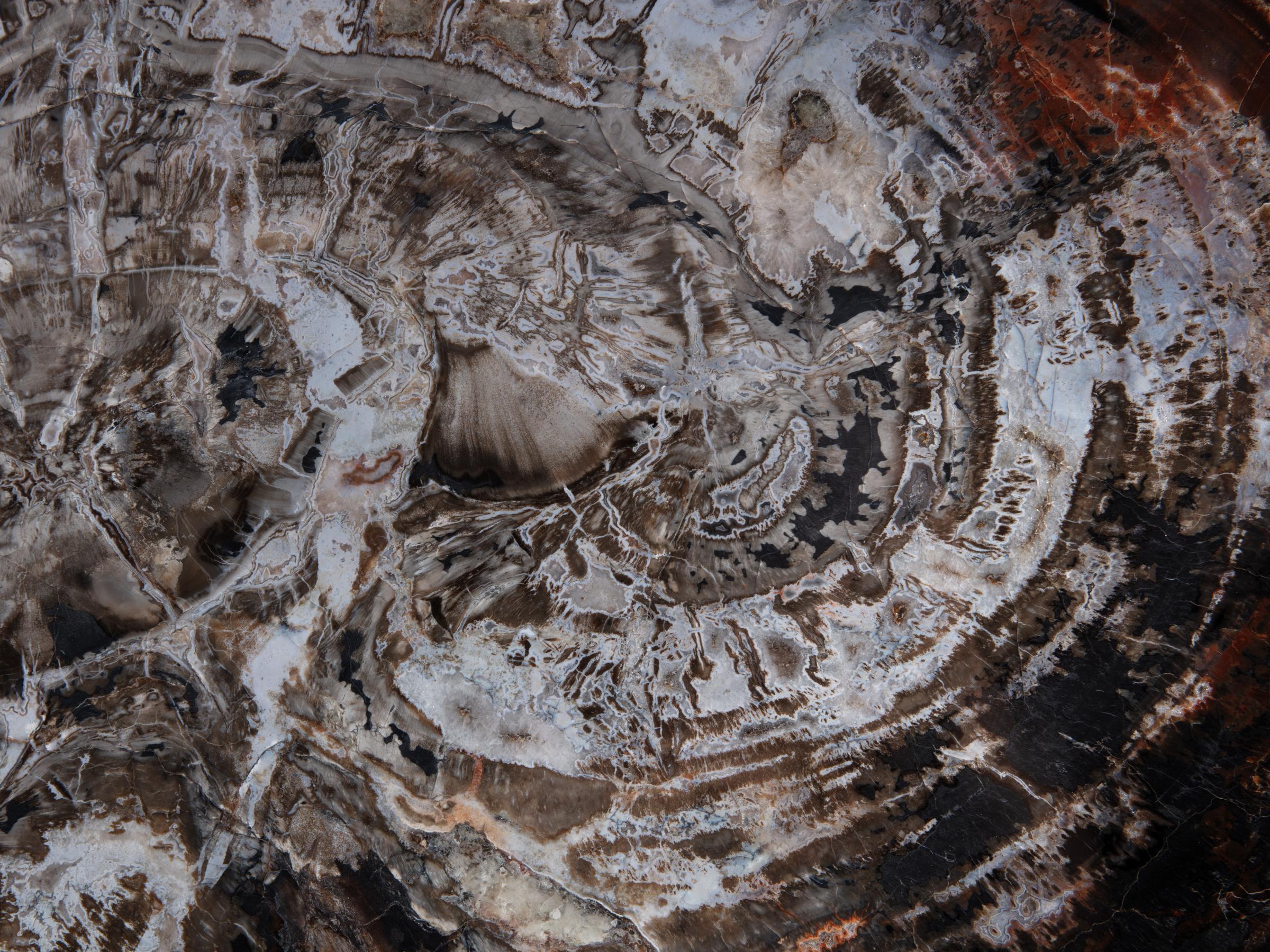Pertrified wood slab  - St1galleryo0200 9999 - O0200