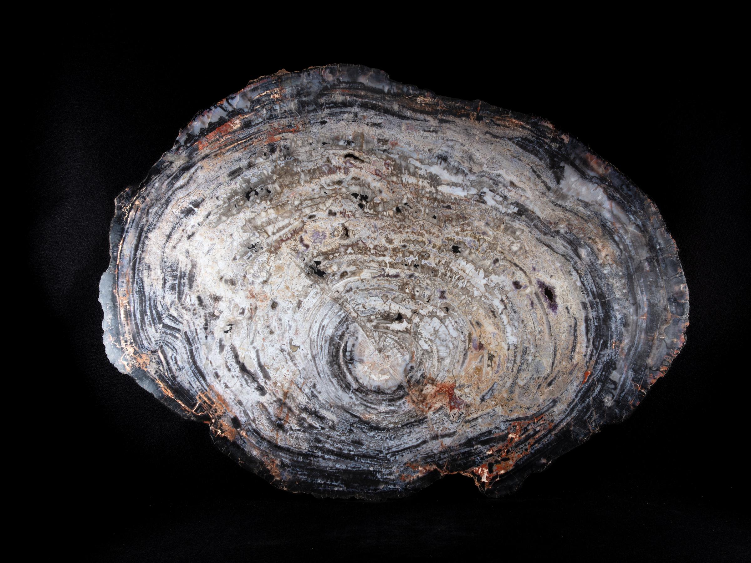 Pertrified wood slab  - St1galleryo0202 0013 - O0202