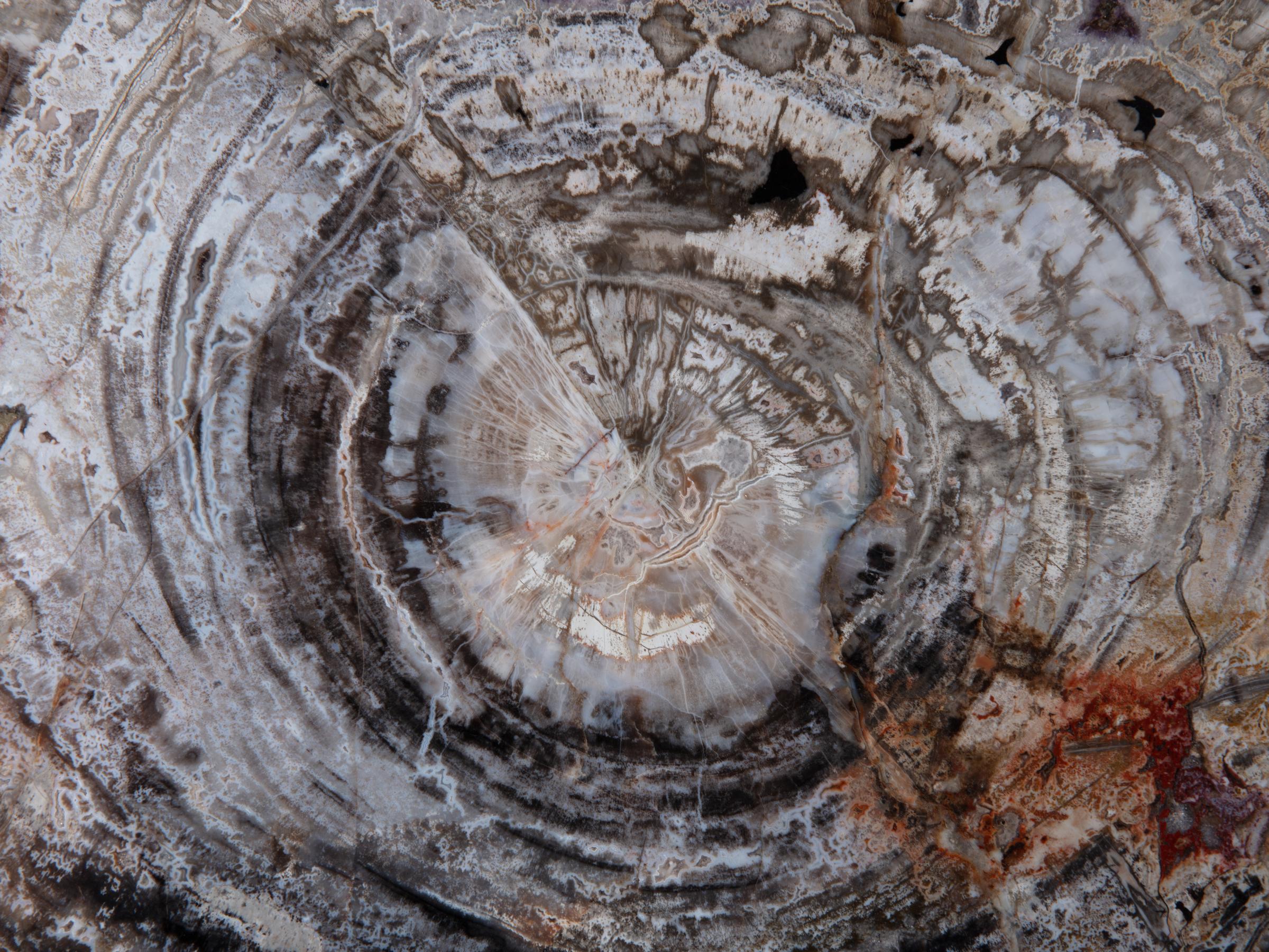 Pertrified wood slab  - St1galleryo0202 0017 - O0202