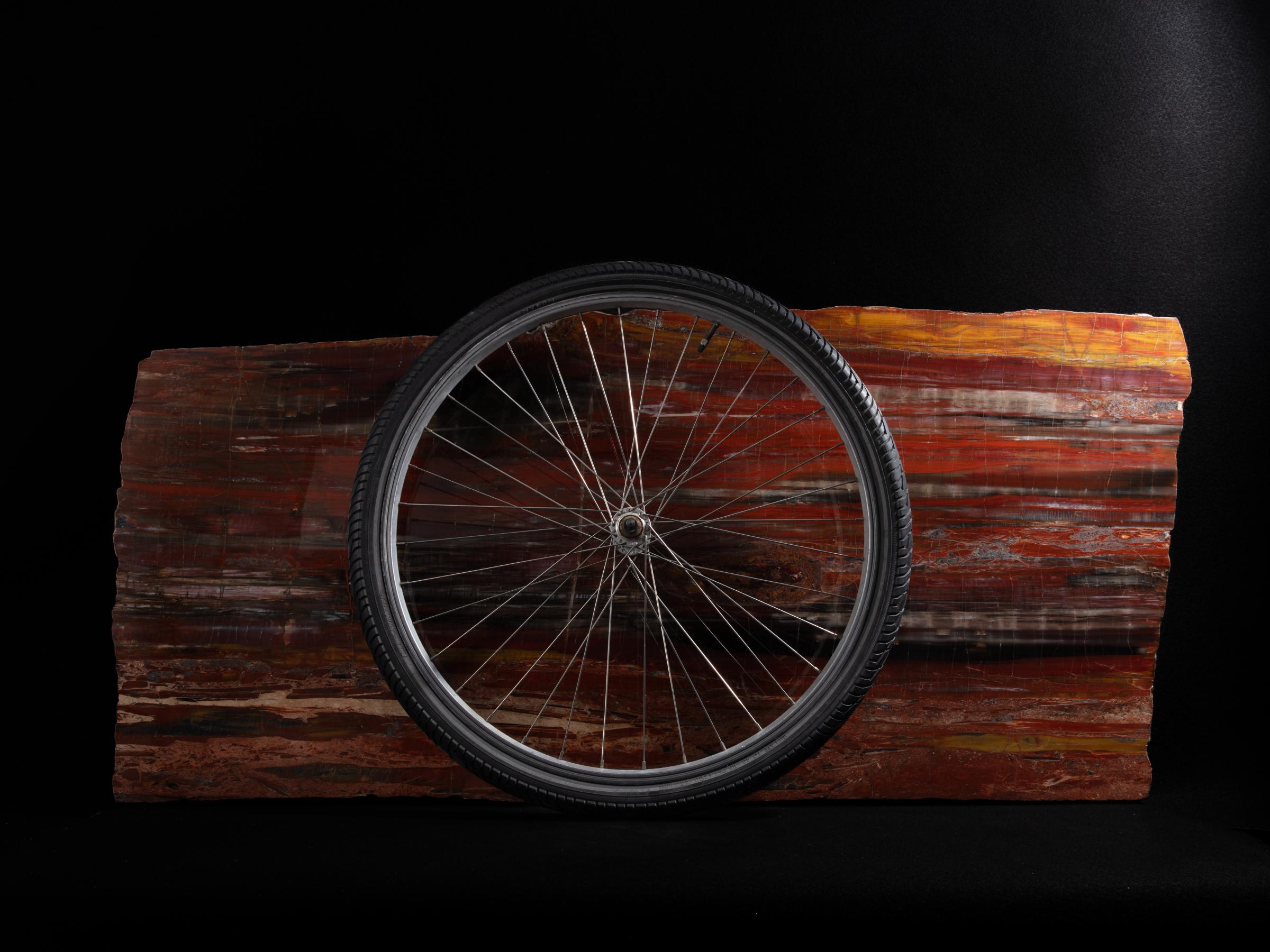 Pertrified wood slab  - St1galleryo0207 0540 - O0208