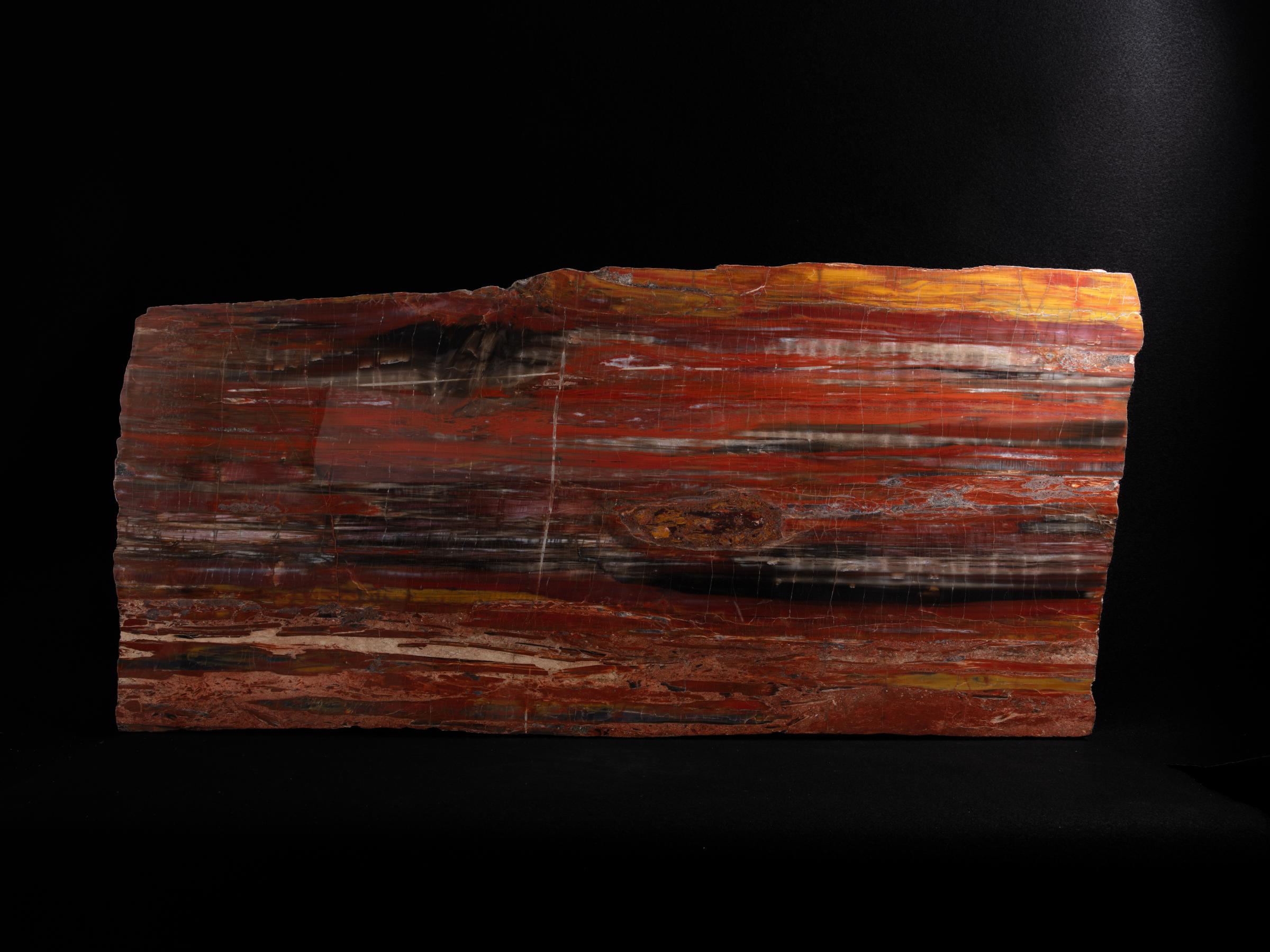 Pertrified wood slab  - St1galleryo0207 0541 - O0208