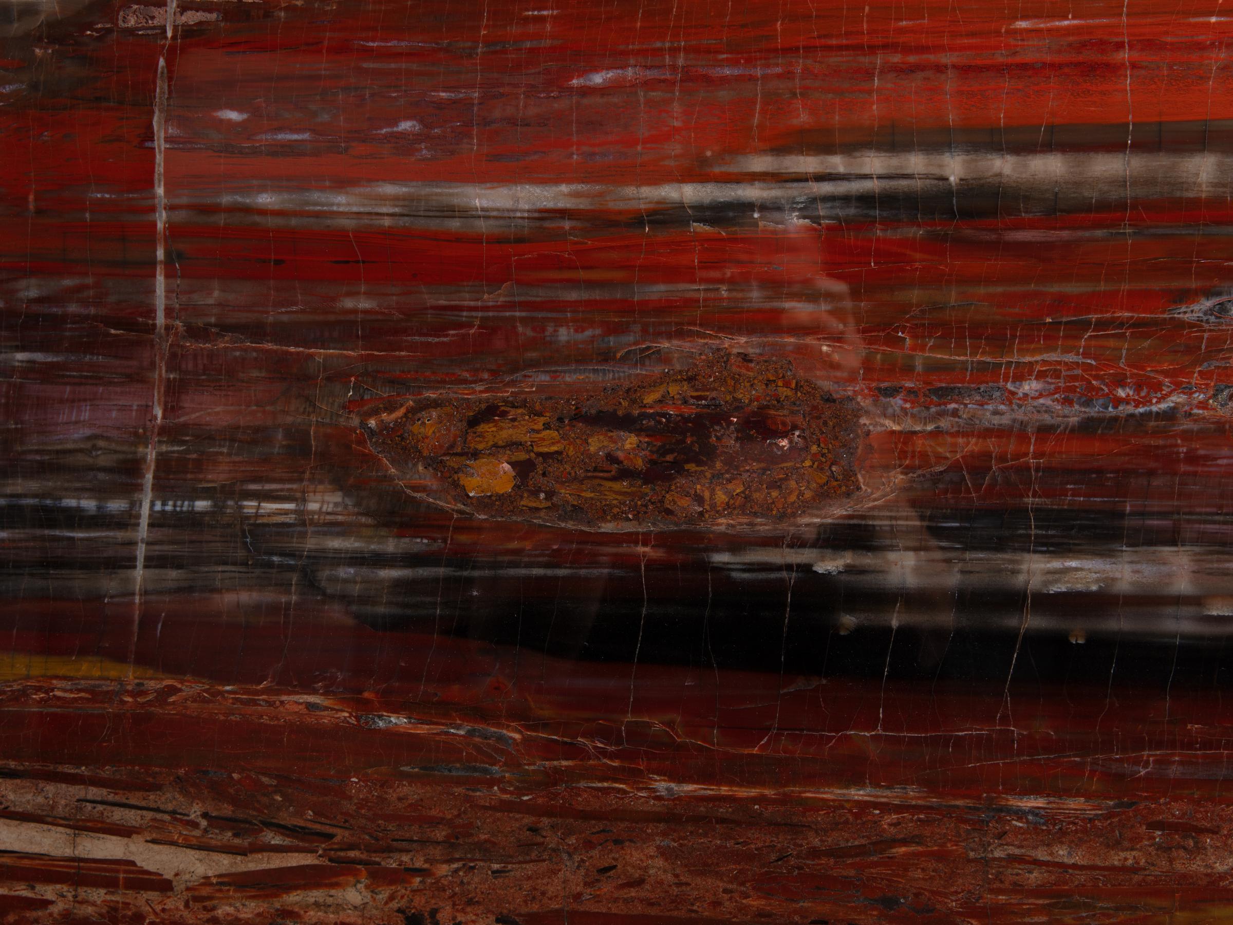 Pertrified wood slab  - St1galleryo0207 0543 - O0208