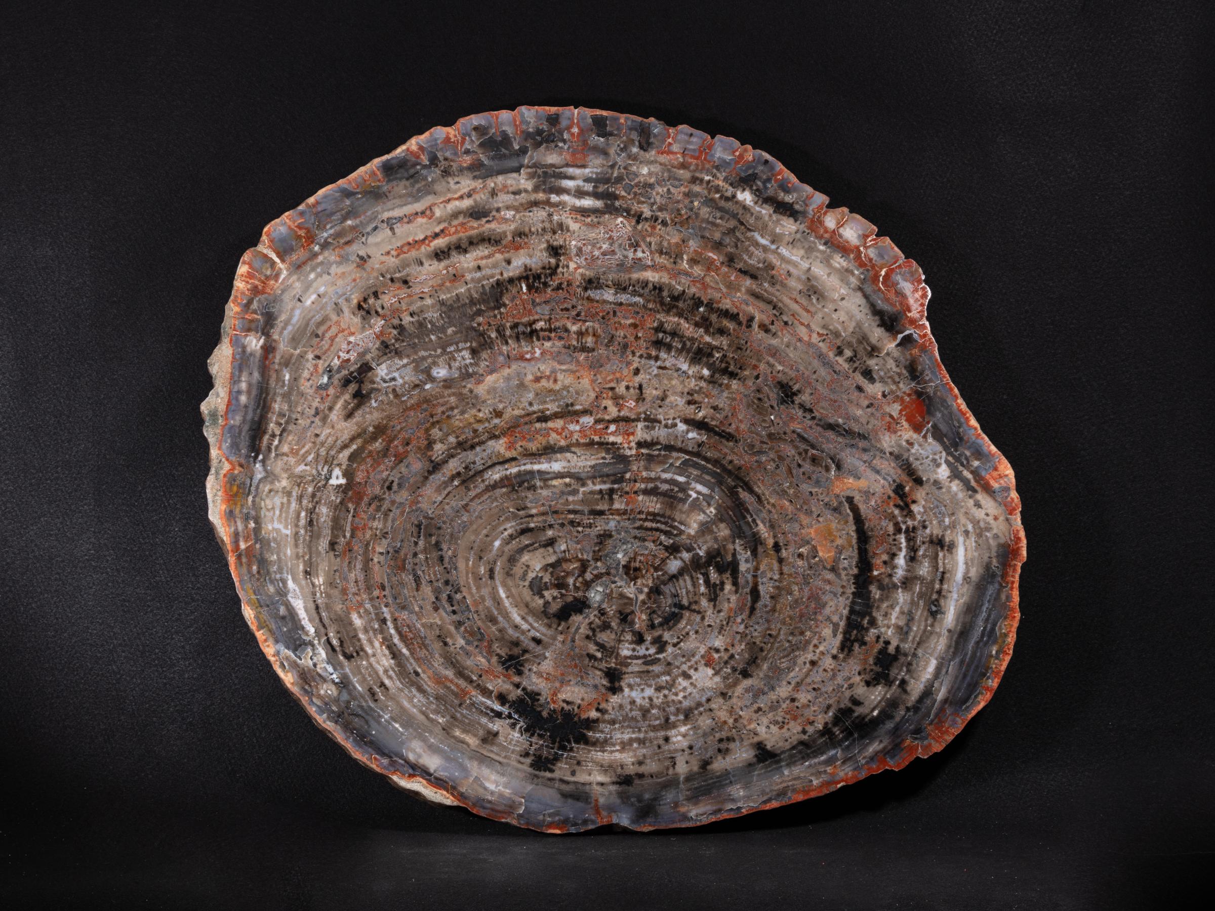 Pertrified wood slab  - St1galleryo0211 0573 - O0212