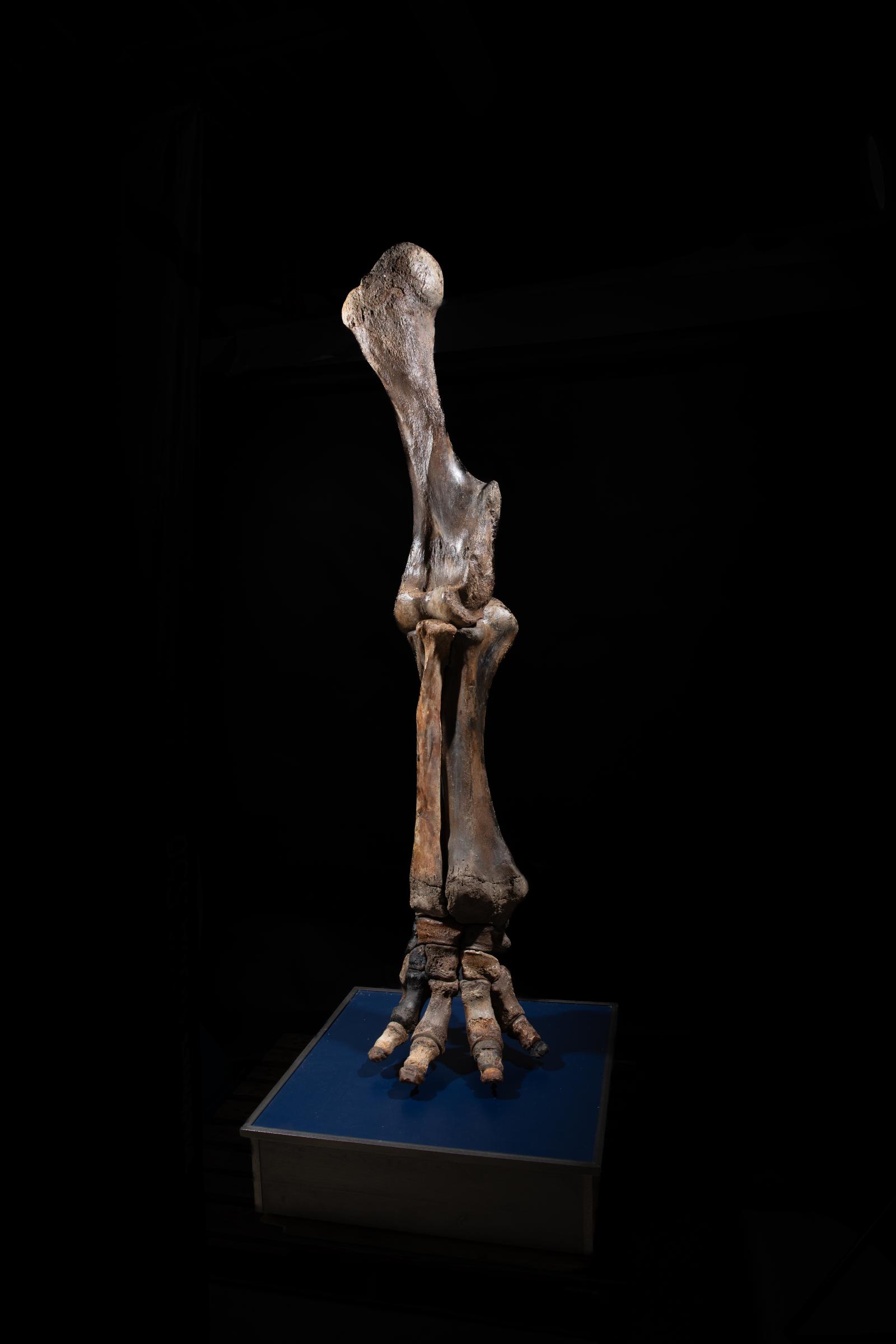 Mammoth front leg - Stonegalleryv0200 0923 - F0119