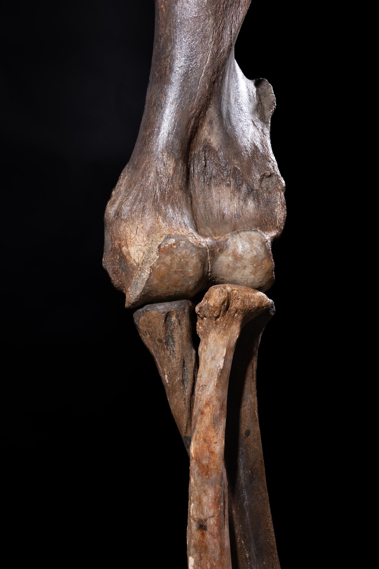Mammoth front leg - Stonegalleryv0200 0924 - F0119