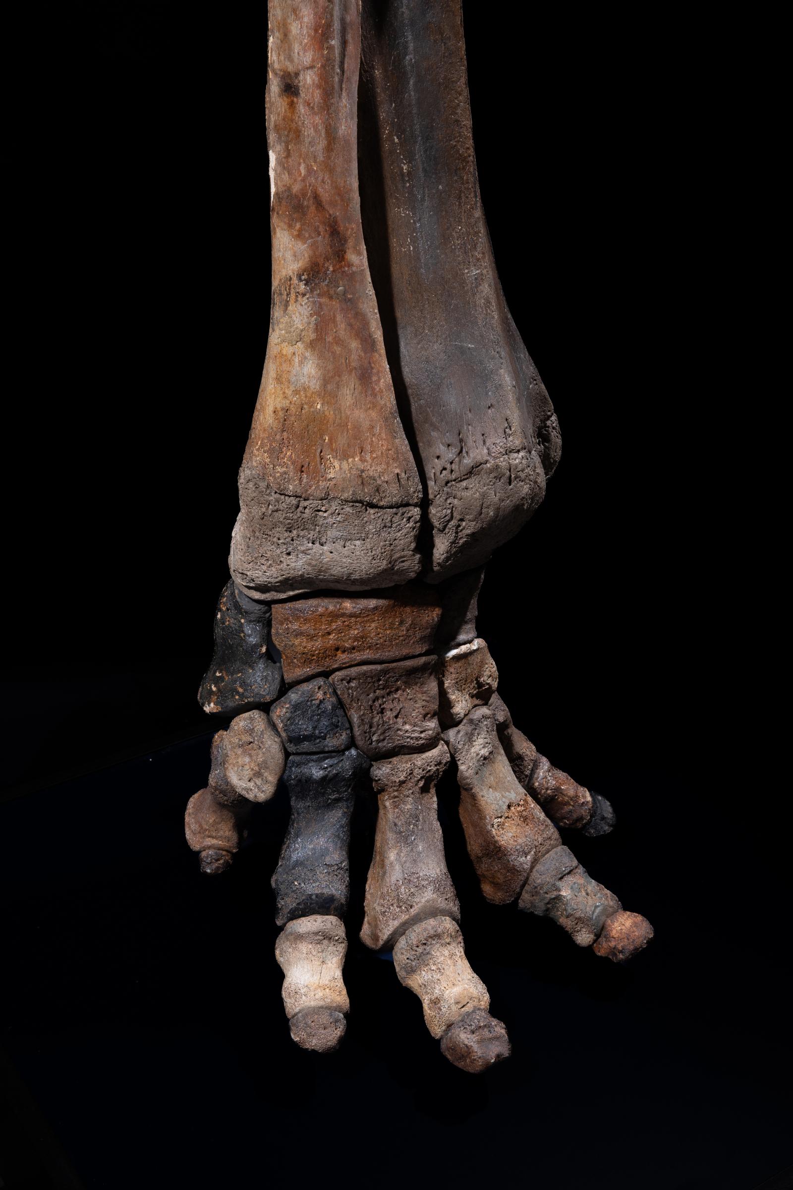 Mammoth front leg - Stonegalleryv0200 0926 - F0119