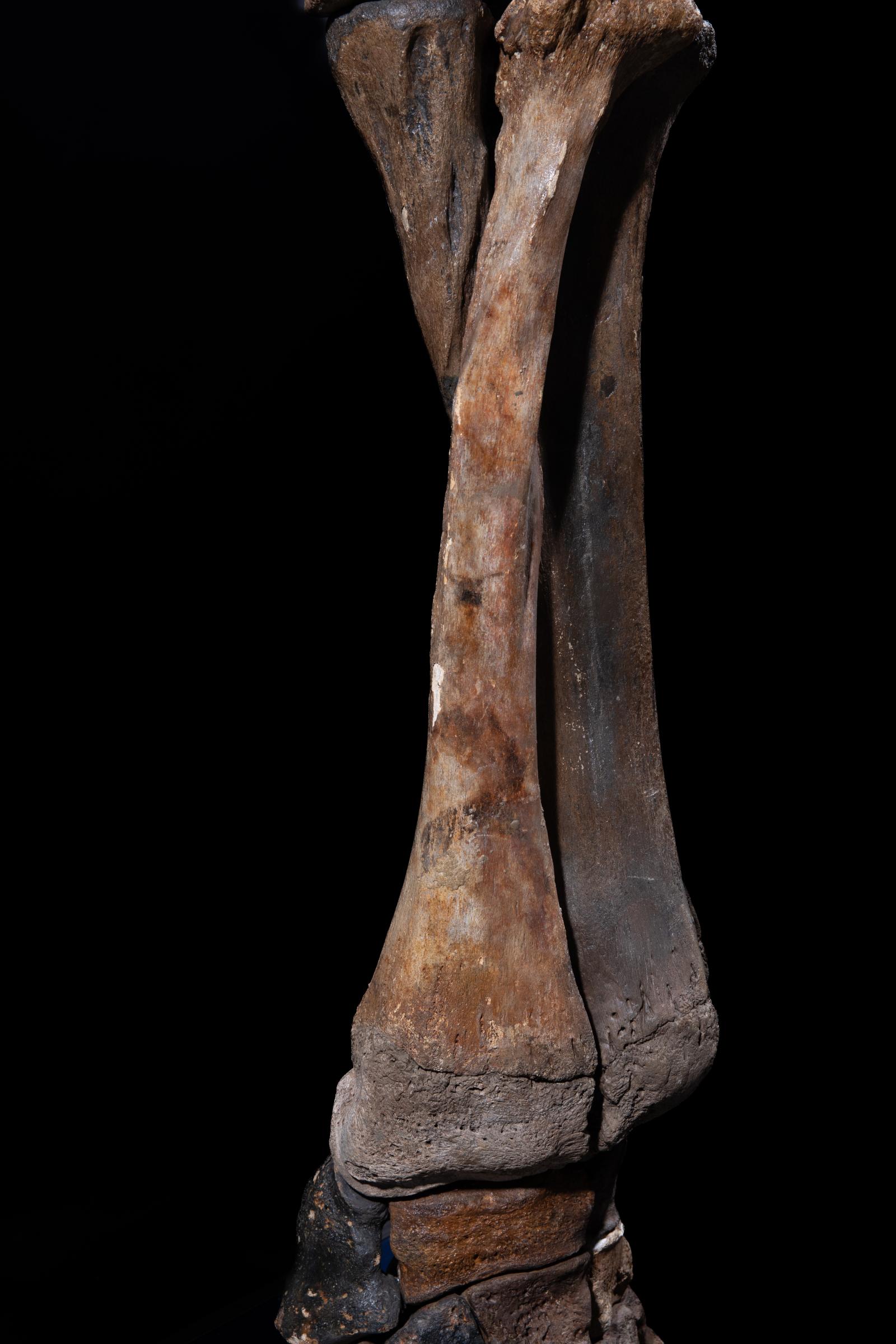 Mammoth front leg - Stonegalleryv0200 0927 - F0119