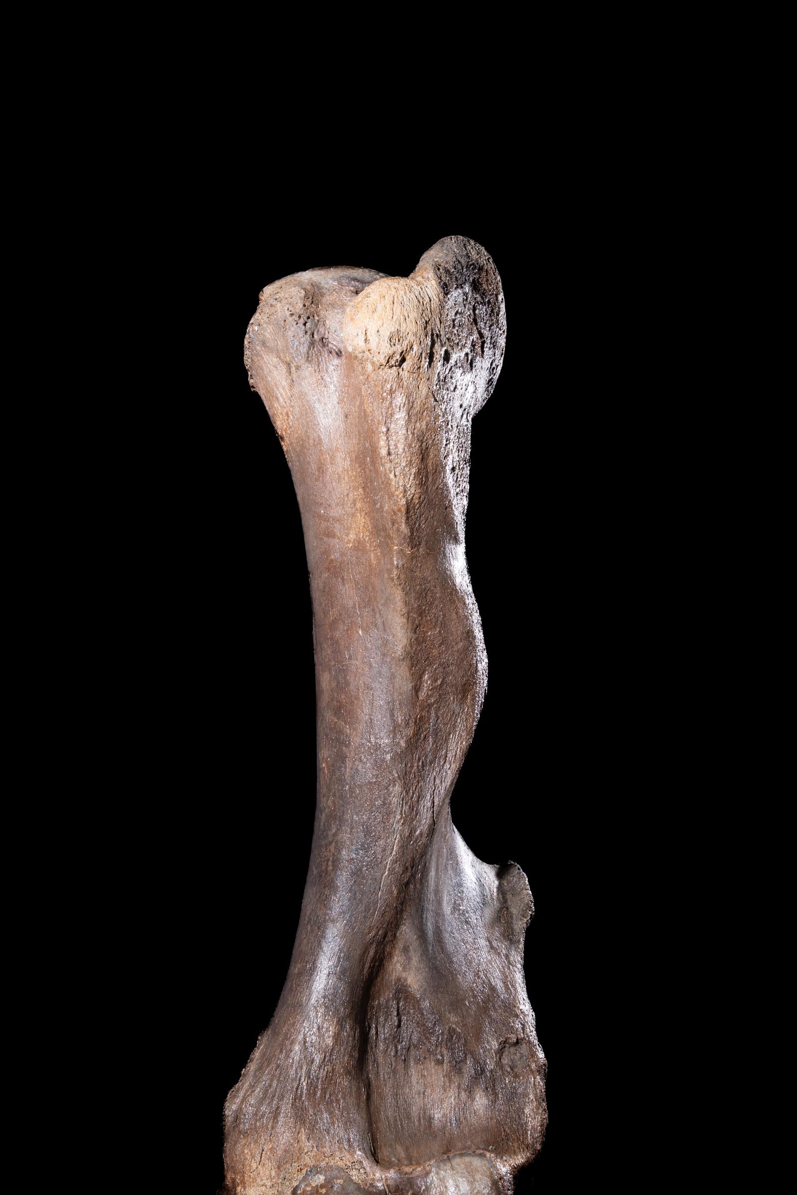 Mammoth front leg - Stonegalleryv0200 0929 - F0119