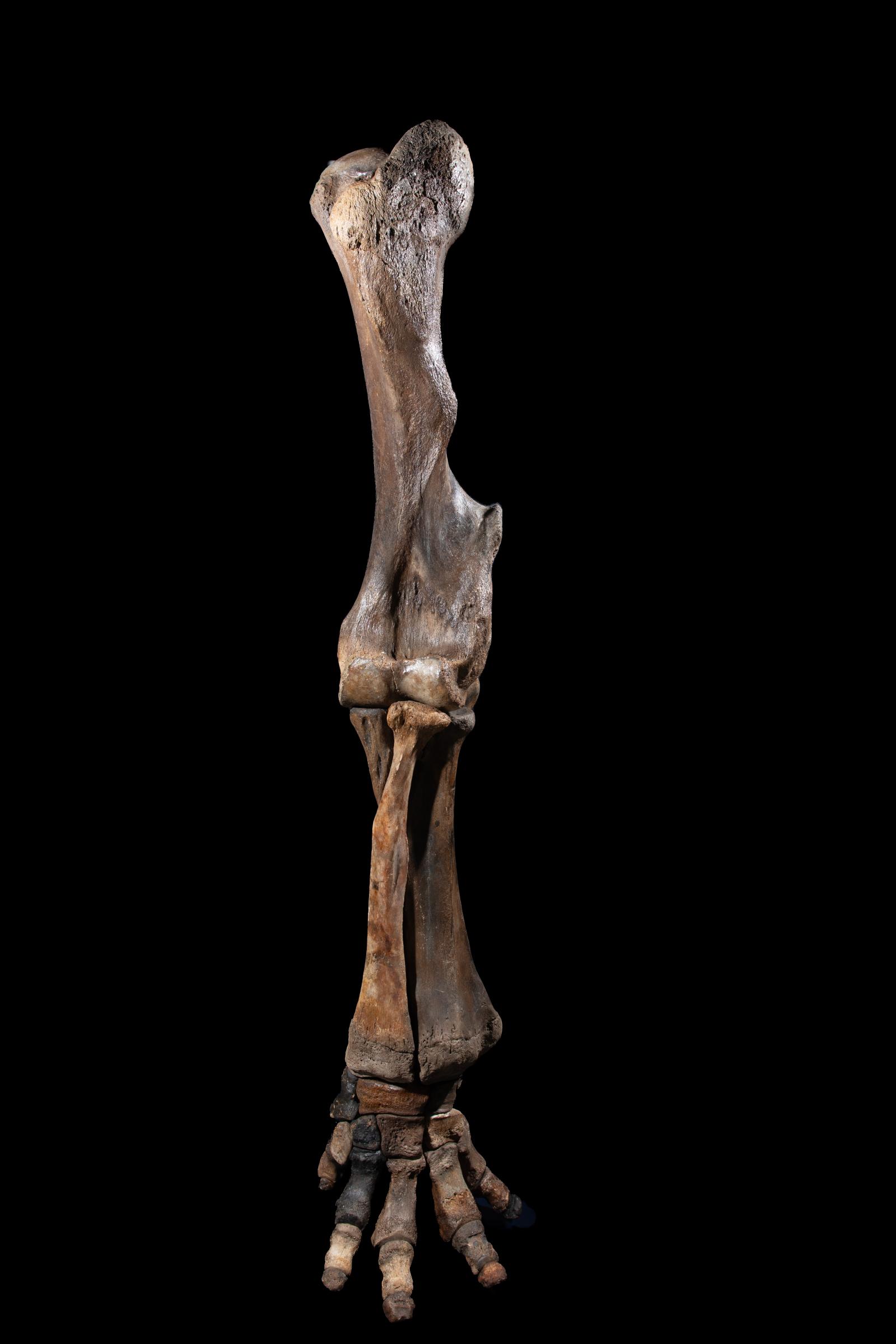 Mammoth front leg - Stonegalleryv0200 0930 - F0119