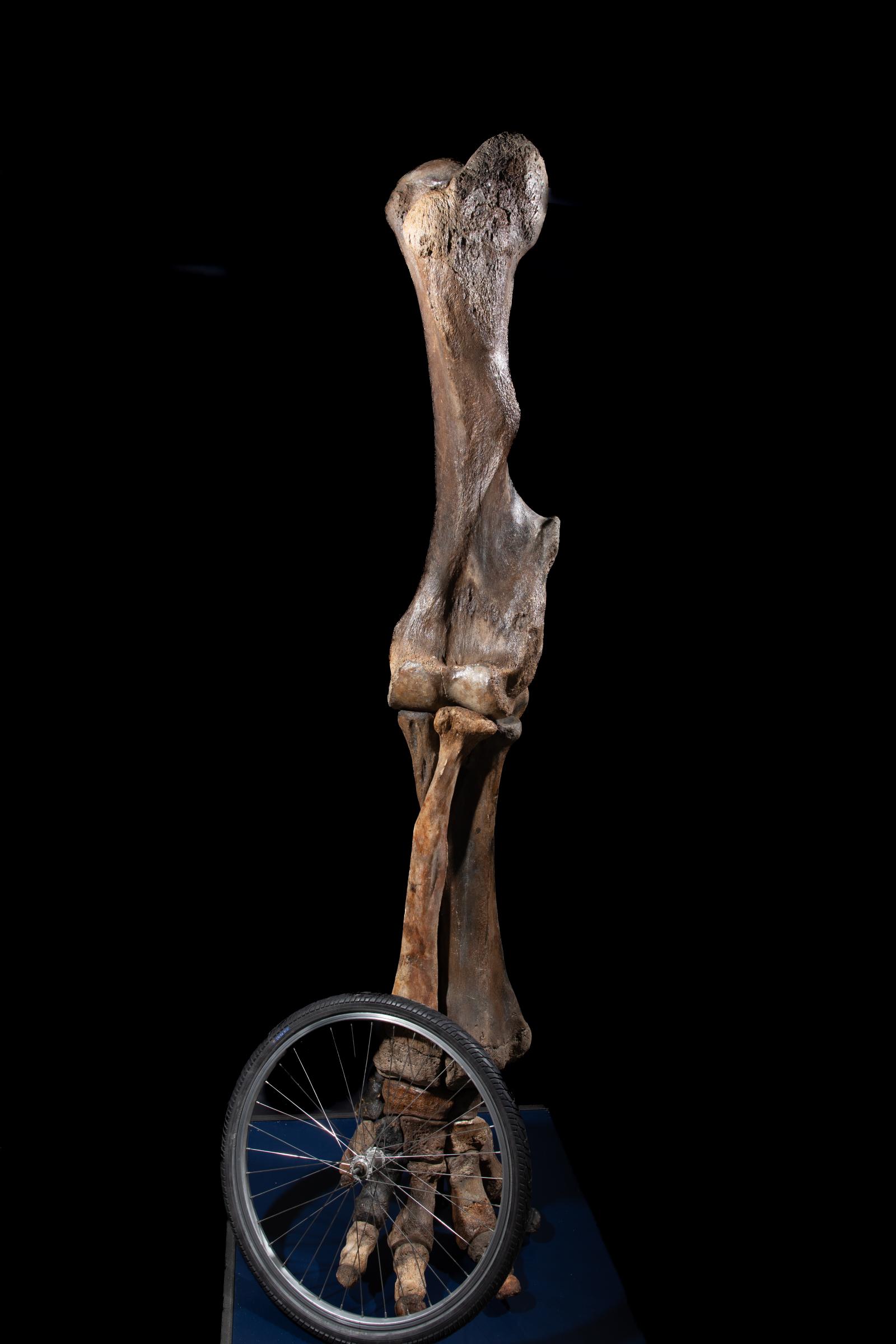 Mammoth front leg - Stonegalleryv0200 0932 - F0119