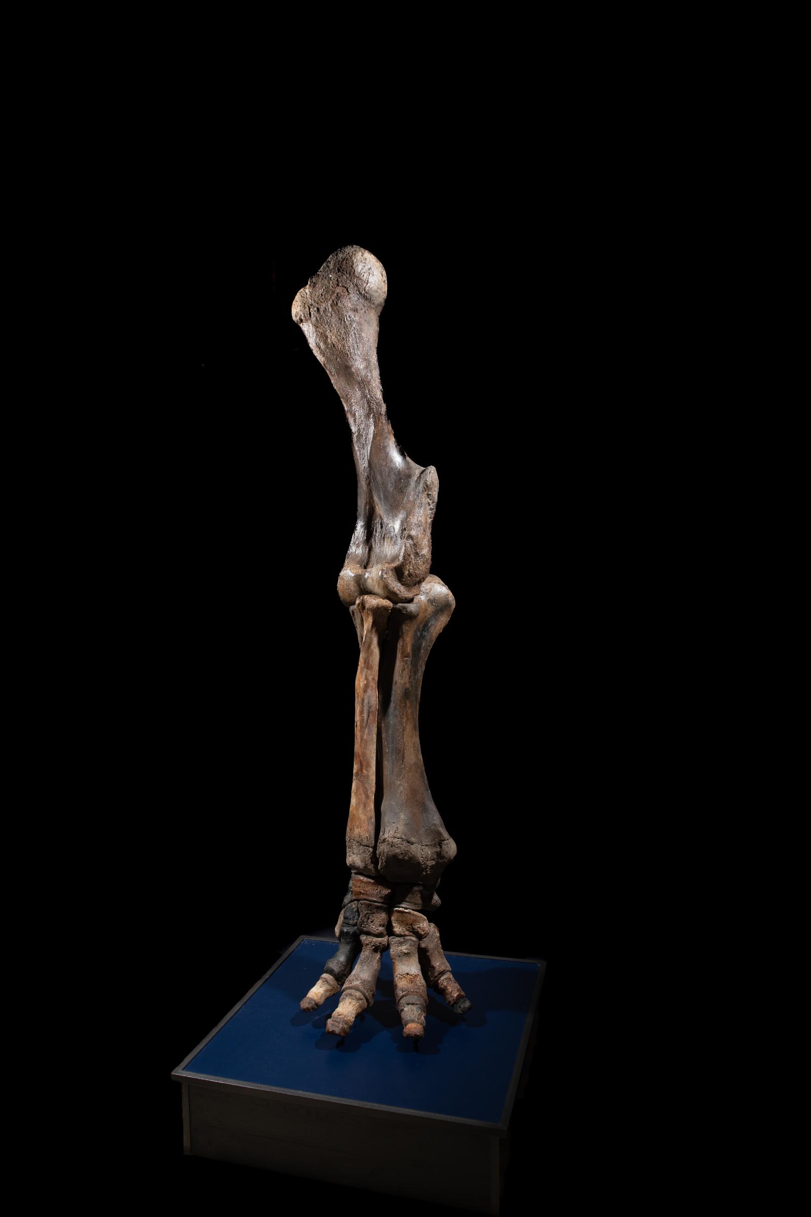 Mammoth front leg - Stonegalleryv0200 0934 - F0119