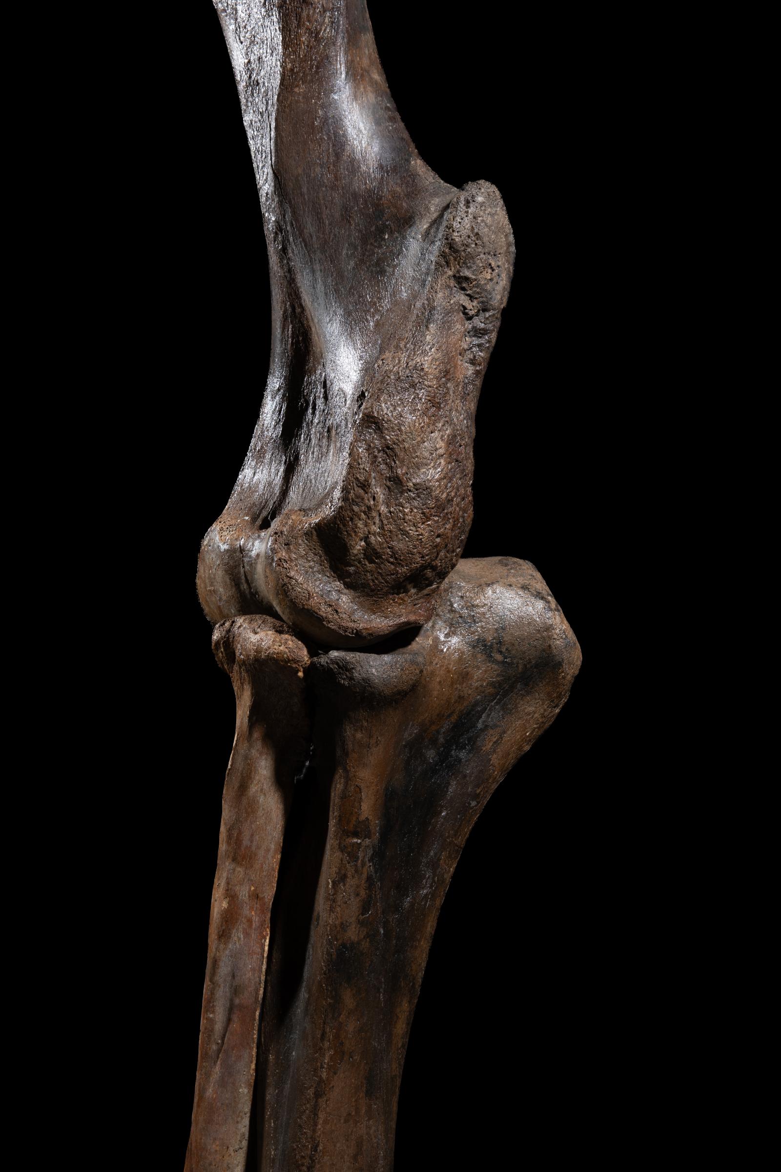 Mammoth front leg - Stonegalleryv0200 0937 - F0119