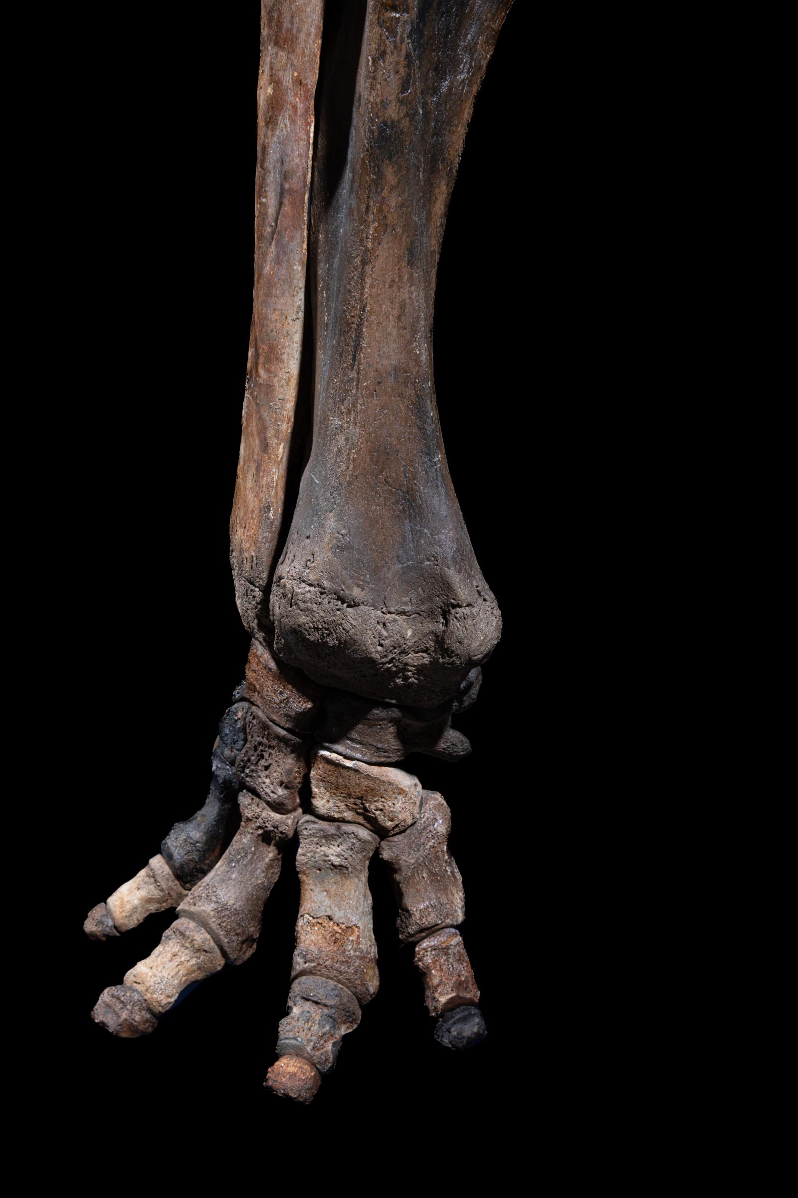 Mammoth front leg - Stonegalleryv0200 0938 - F0119