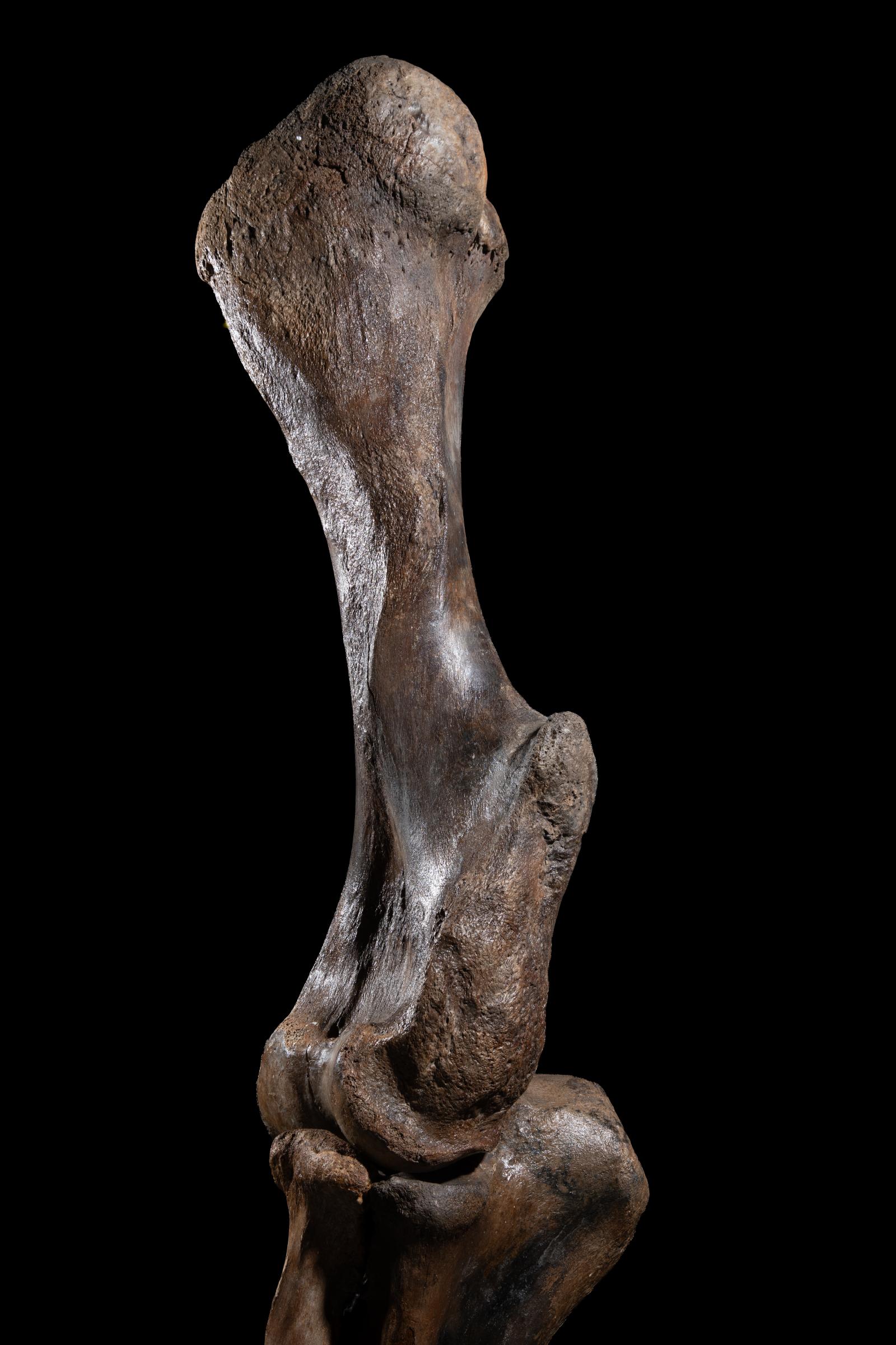 Mammoth front leg - Stonegalleryv0200 0939 - F0119