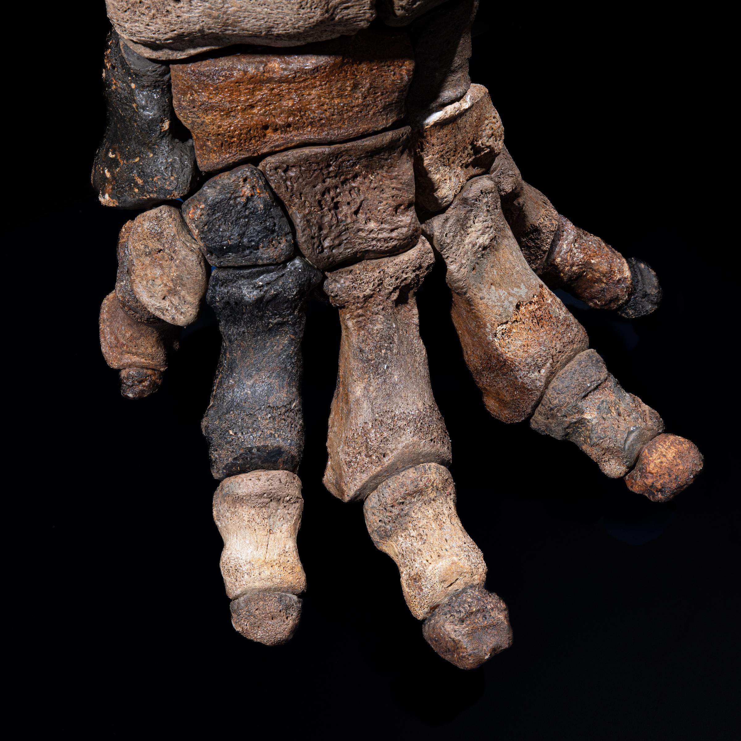 Mammoth front leg - Stonegalleryv0200 0942 - F0119