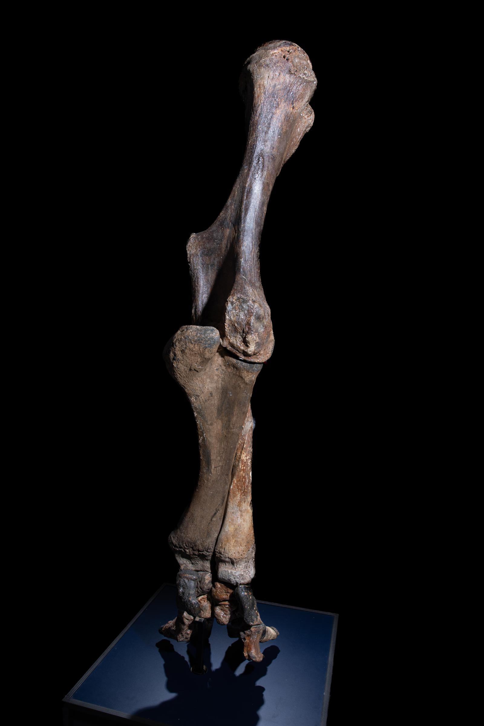 Mammoth front leg - Stonegalleryv0200 0951 - F0119