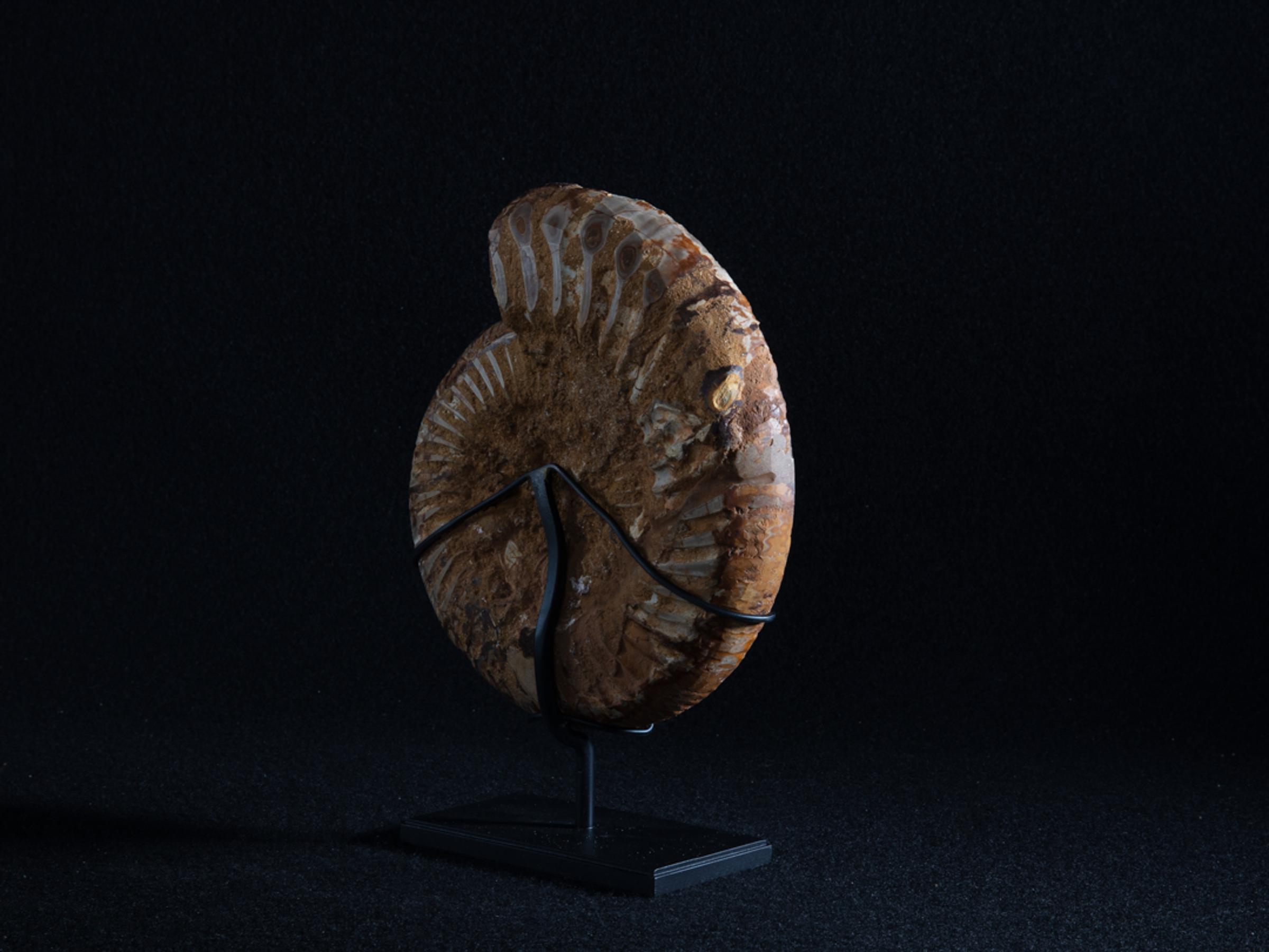 Cut ammonite on metal base - Stonegalleryv0390 5 - V0390