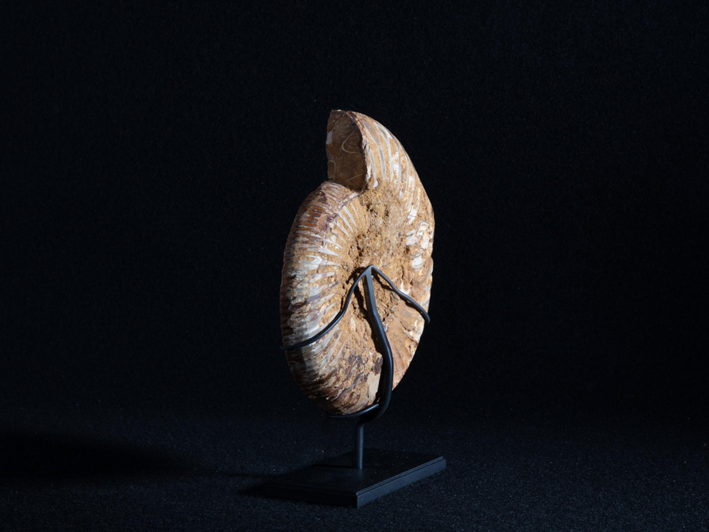 Cut ammonite on metal base - Stonegalleryv0390 6 - V0390