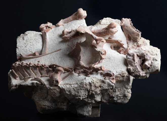 Oreodon sp. 'fossil road kill'  - St1f0022 2 - F0022