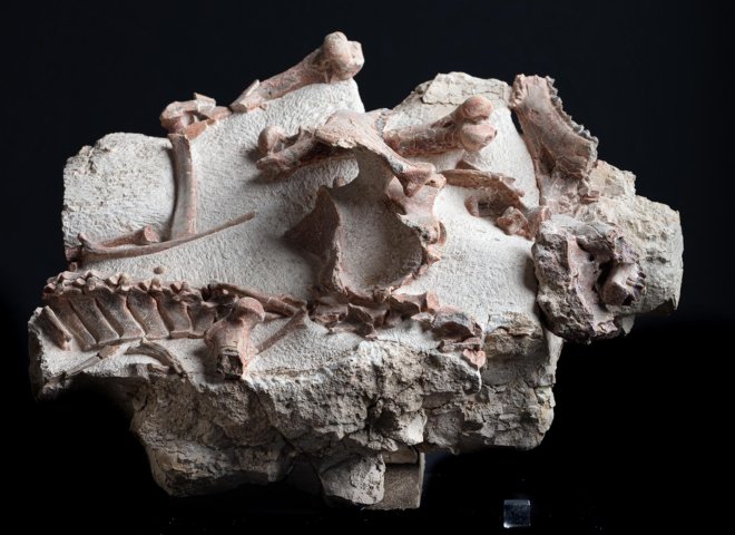 Oreodon sp. 'fossil road kill'  - St1f0022 - F0022