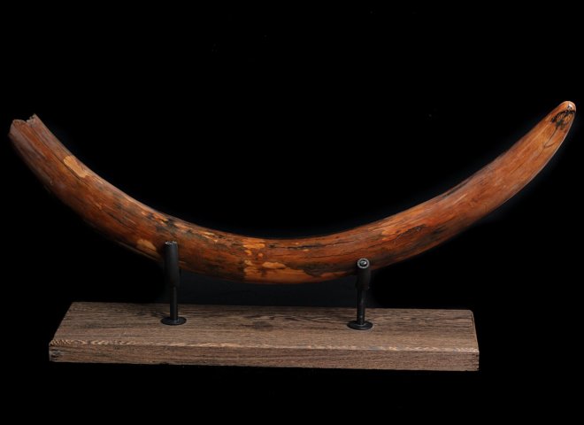 Mammoth tusk Mammuthus primigenius - St1f0027 - F0027