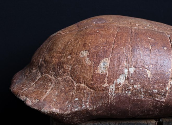 Fossil turtle - St1f0032 3 - F0032