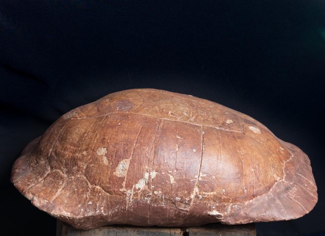 Fossil turtle - St1f0032 - F0032