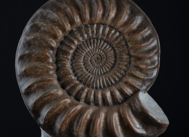 Ammonite on matrix - St1f0058 2 - F0058