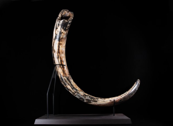 Mammoth tusk Mammutus Primigenius - St1galleryf0115 0399 - F0115