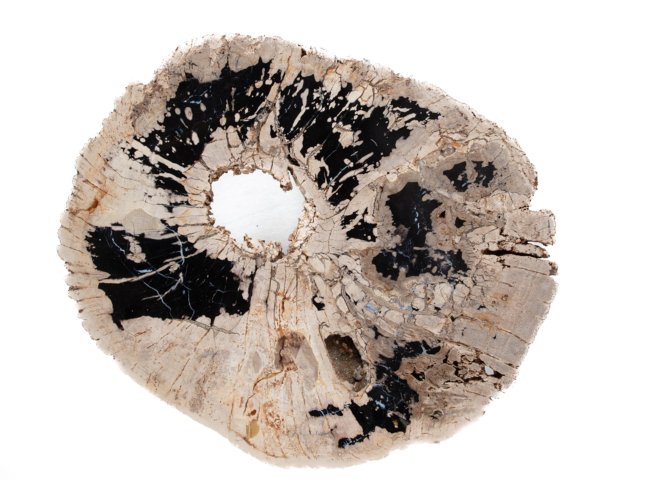 Pertrified wood slab  - St1galleryo0138 6357 - O0138