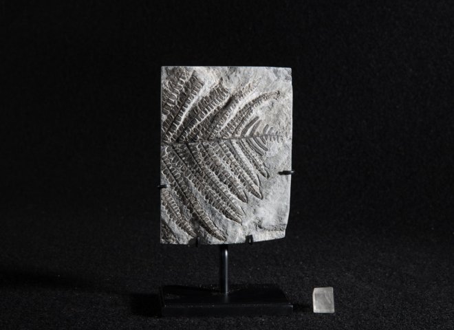 Fossil fern - Stonegalleryv0401 - V0401